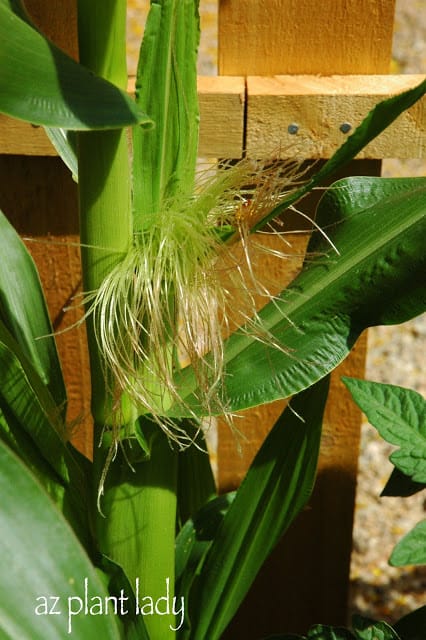 Corn silk on plant corn ripening stages