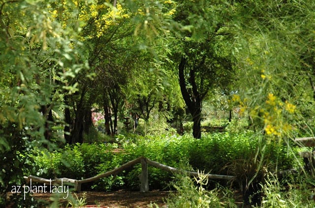 large shade tree