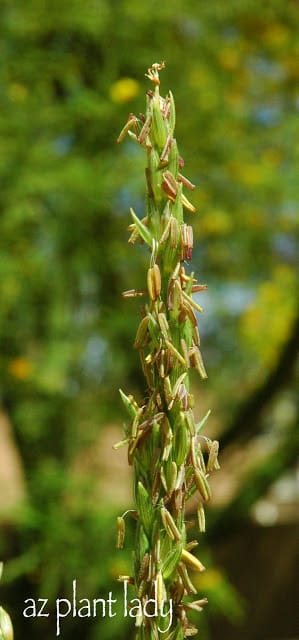 Closeup of corn tassel corn ripening stages