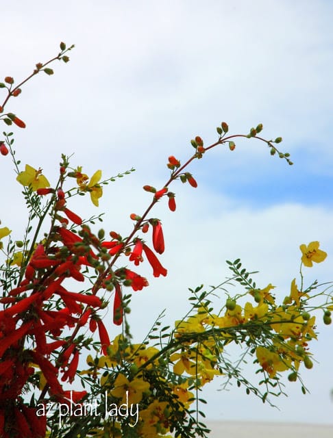 Garden Bouquet