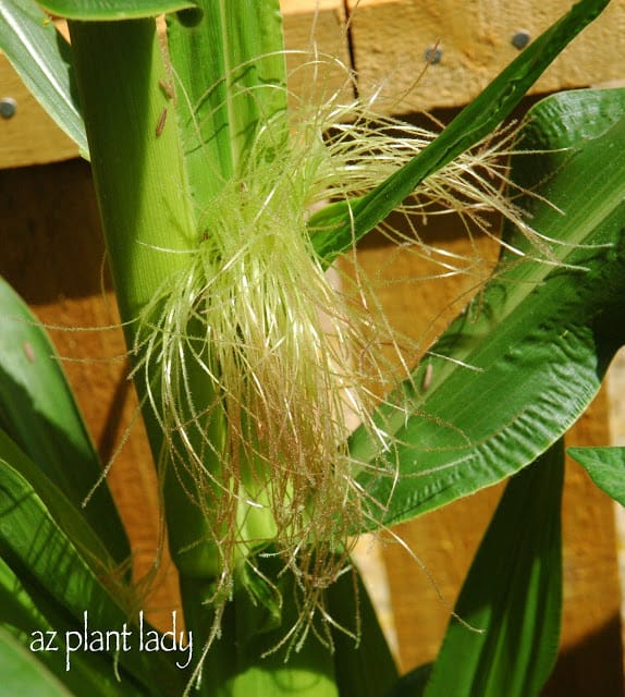 Corn Ripening Stages