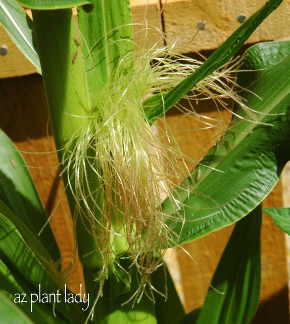 Corn silk with pollen corn ripening stages