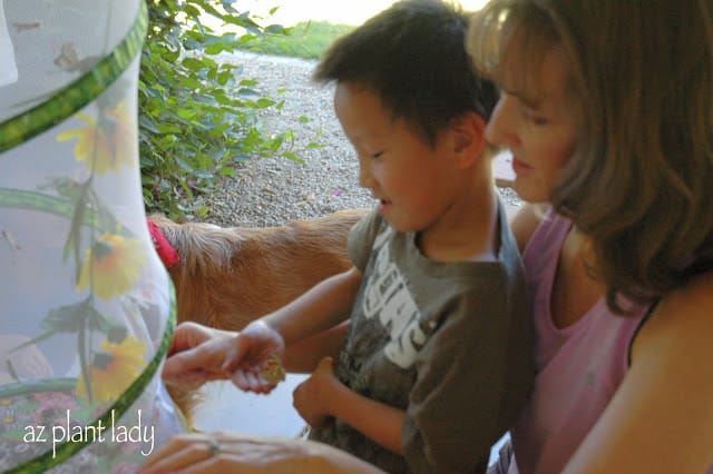  raising butterflies 