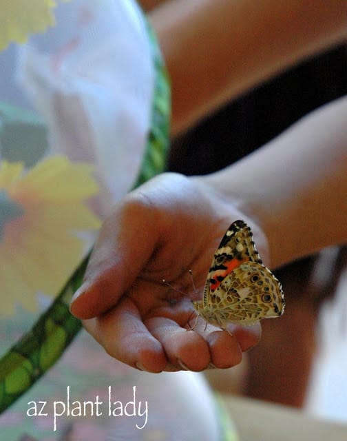  raising butterflies 