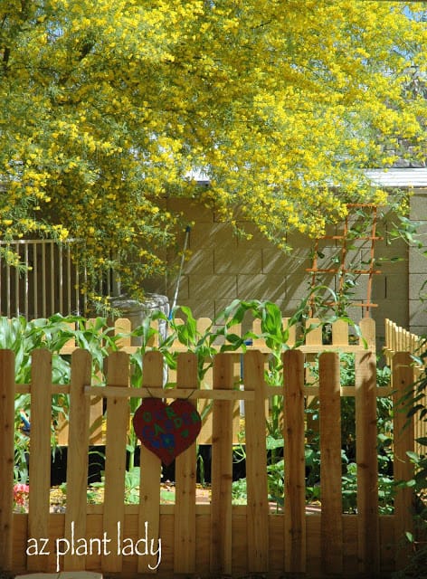 vegetable gardening