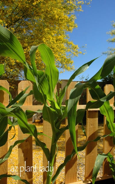 vegetable gardening