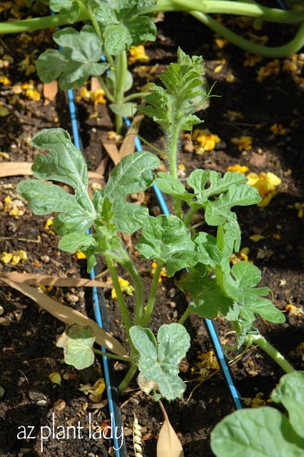 vegetable gardening