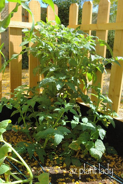 vegetable gardening