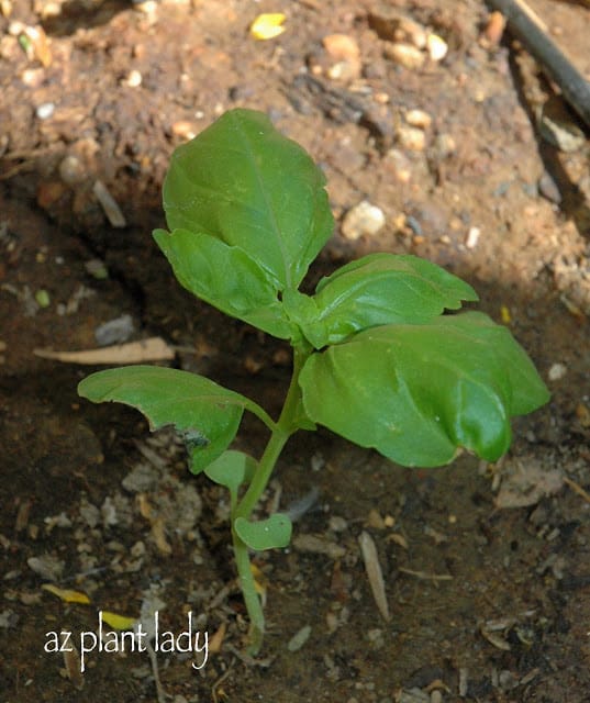 oregano plant