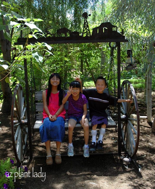 large shade tree