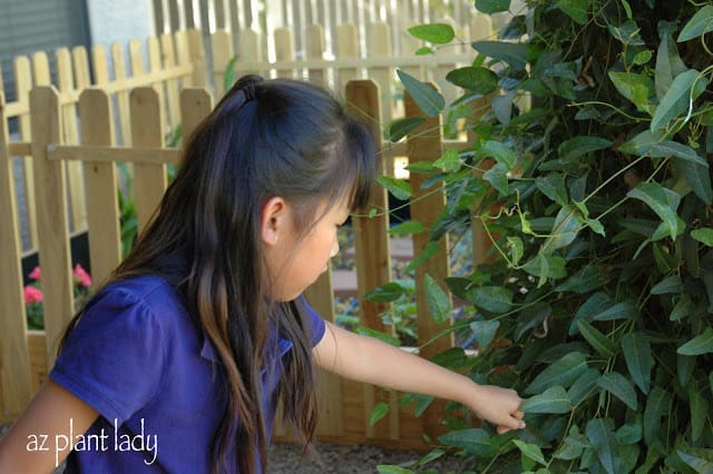  raising butterflies 