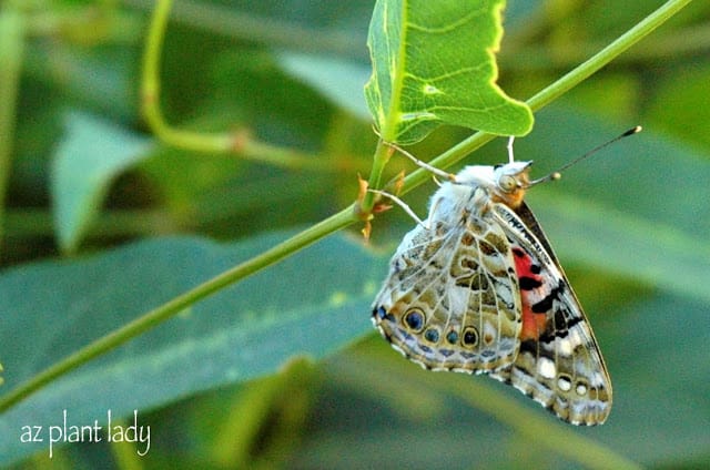 butterflies 