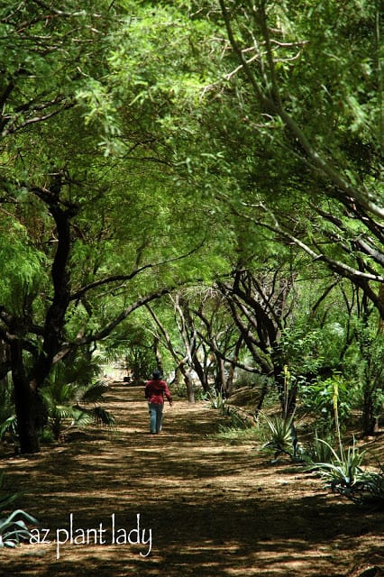 large shade tree