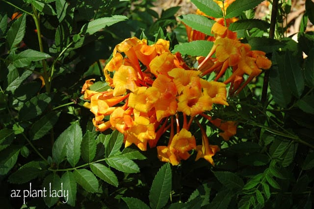 Orange trumpet flowers