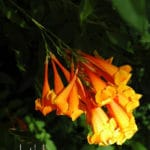 Orange Jubilee