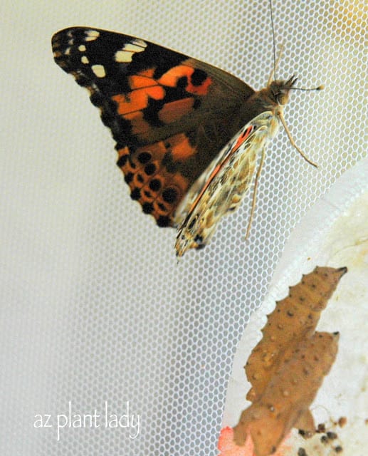 Painted Lady