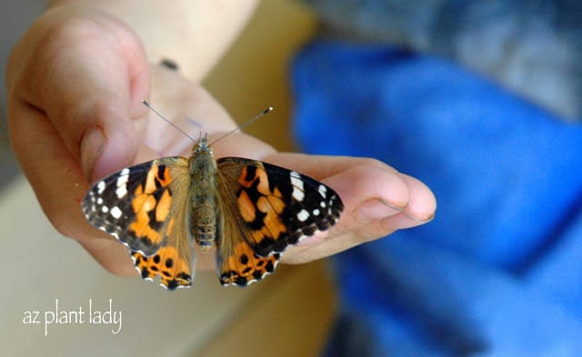  raising butterflies 