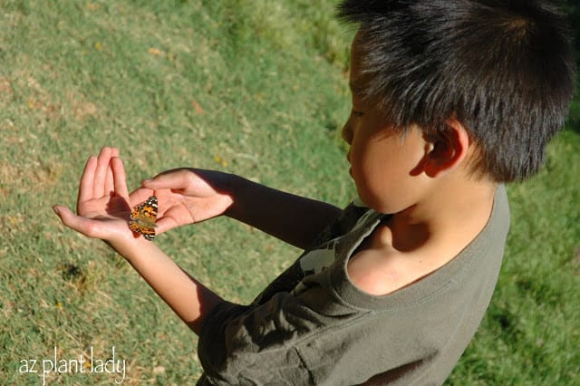  raising butterflies 