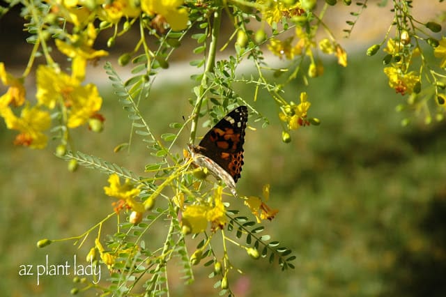 Palo Verde tree