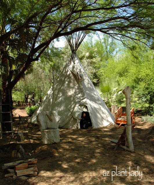 large shade tree