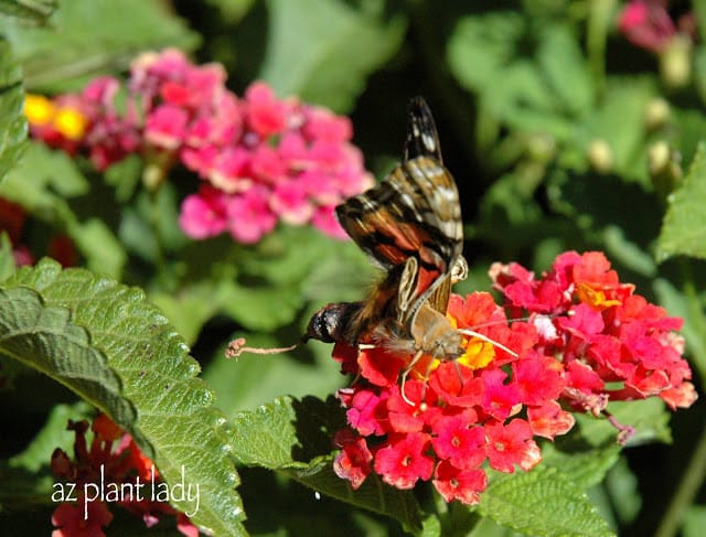 Lantana flowers