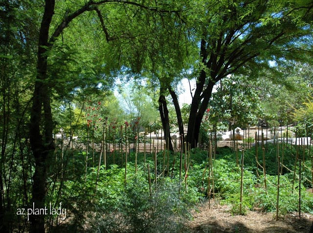 large shade tree