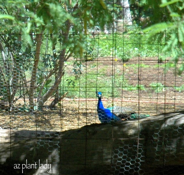 beautiful peacock