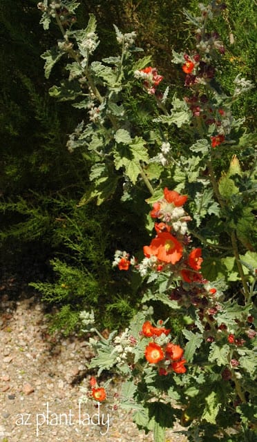 Globe Mallow