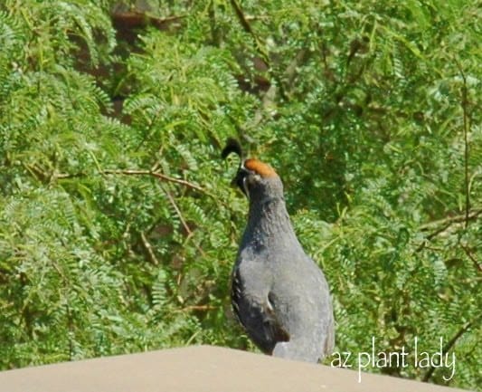 Gambel's Quail