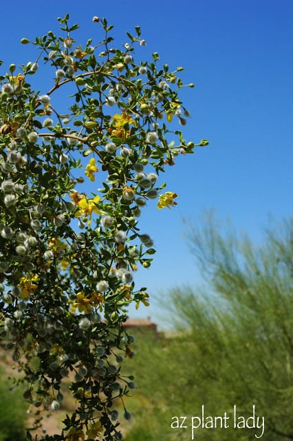 plants and scenery