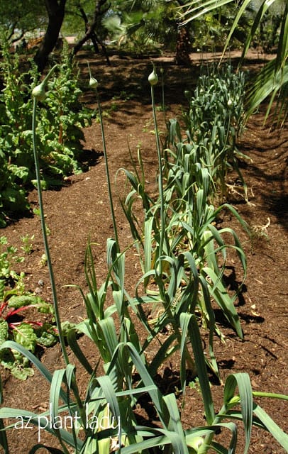 vegetables and herbs