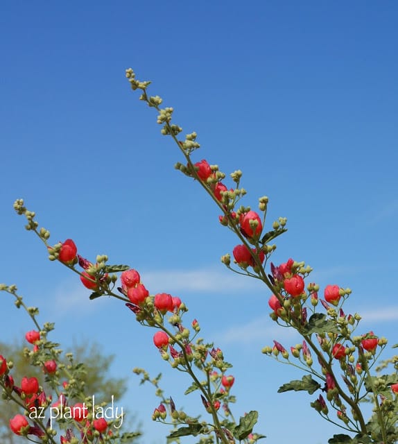 Globe Mallow