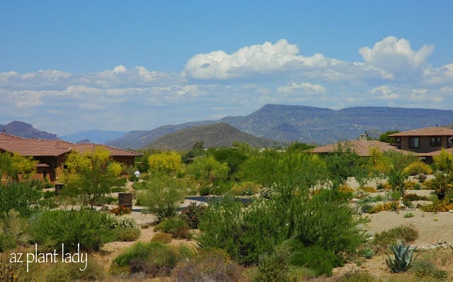 plants and scenery