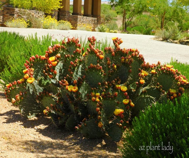 Prickly Pear