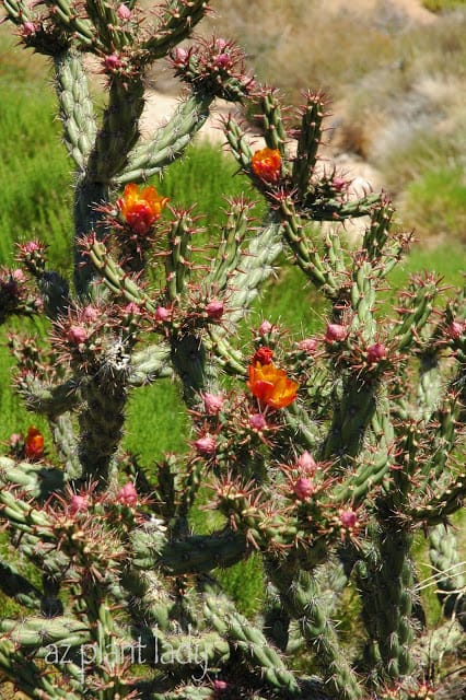 plants and scenery