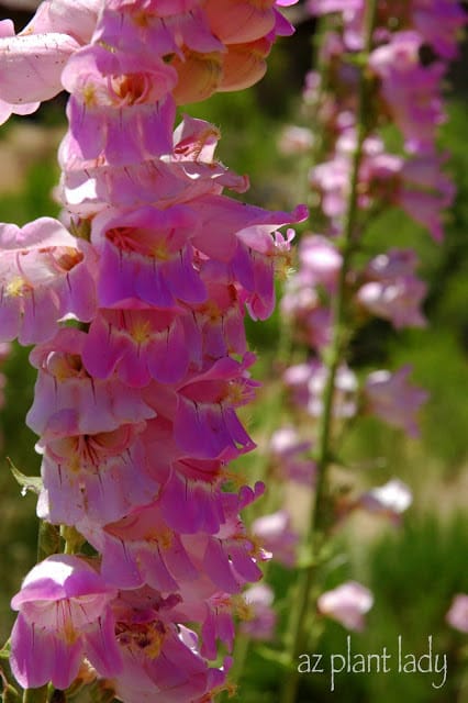 Penstemons