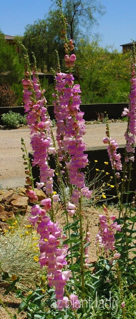 Penstemons