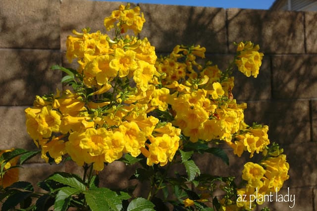 Yellow Bells 