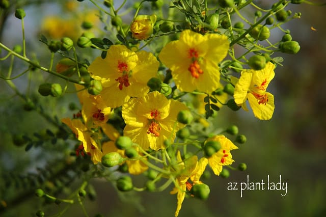 blooming in my garden