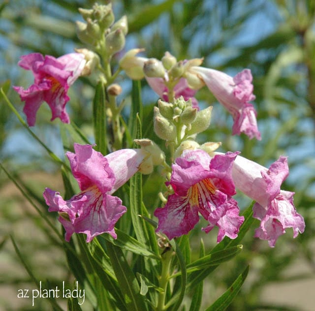 Desert Willow