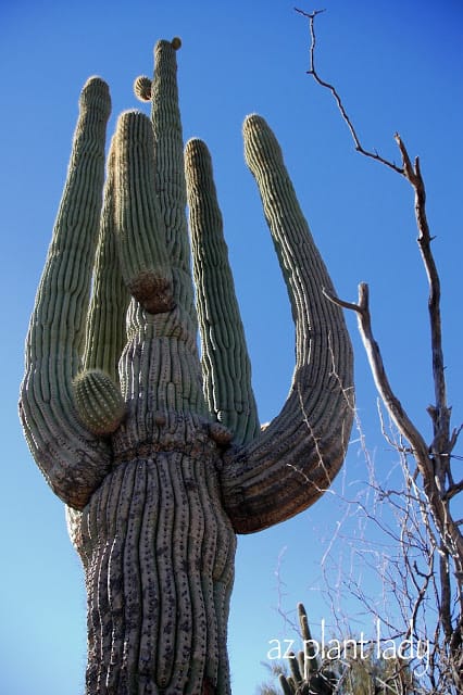 Large-Saguaro