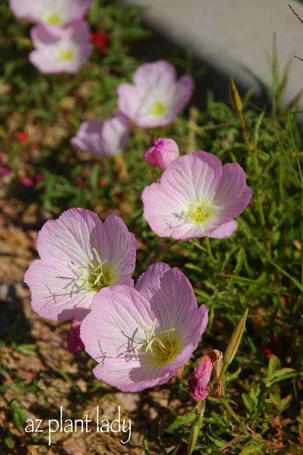 pink flowers