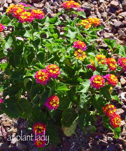 Lantana