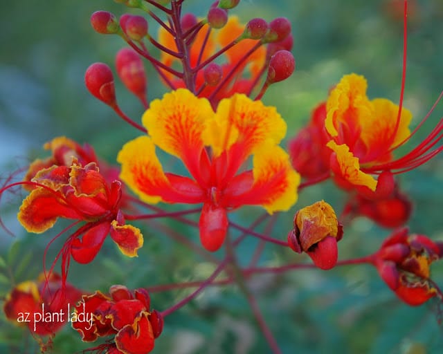 red bird-of paradise