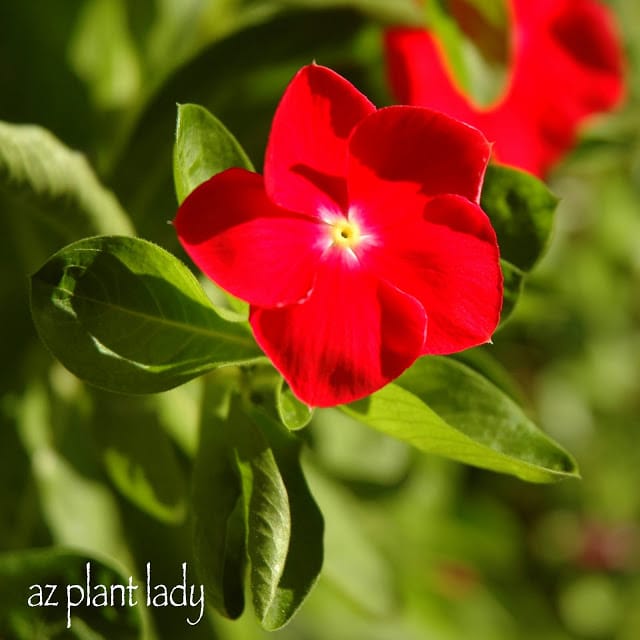 Vibrant blooms