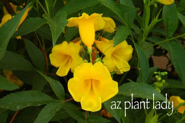 Yellow Bells 