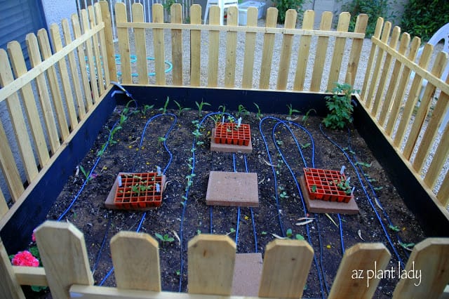 vegetable gardening