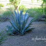 Agave americana surrounded by her 'pups'.