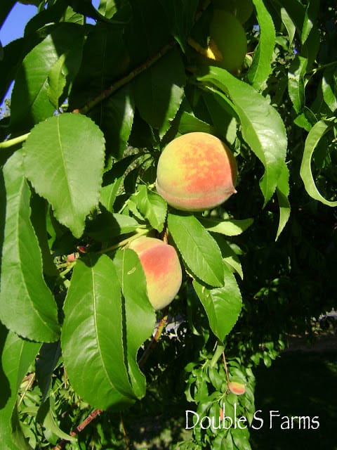 peaches 