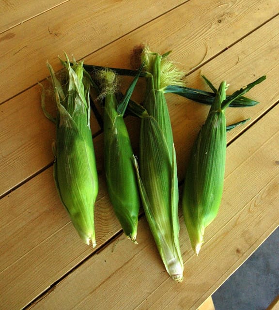 corn 